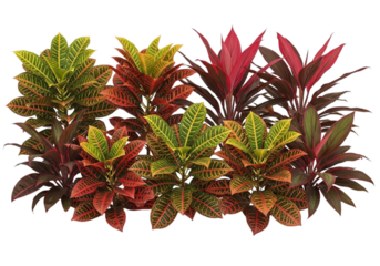 tropical foliage, a colorful garden display of exotic plants, isolated on transparent cutout background, cut out, png