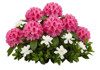 Fototapeta premium Vibrant Pink Rhododendrons and White Gardenias Blooming Gracefully, isolated on transparent cutout background, cut out, png