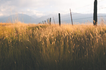 Matte Wheat Blowing Along Fence Line