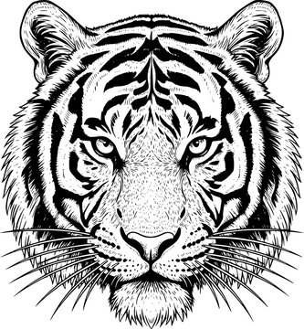 Majestic Tiger Head Illustration in Black and White Ink Style, Front View Wildlife Portrait, Powerful Predator Symbol for Logo, Tattoo, Poster, and Apparel Design