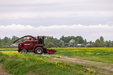 Fototapeta premium A combine harvester harvests a rapeseed field. Summer landscape combine harvester in the fields on a sunny day.