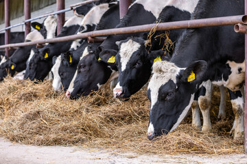 Healthy dairy cows feeding on fodder standing in row of stables in cattle farm barn with worker adding food for animals in blurred background. Concept of farming business and taking care of livestock © NastyaPhoto
