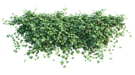 Obraz premium Dense Green Leafy Plant Cluster isolated on a transparent background