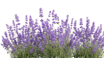 Obraz premium Purple Lavender Flowers in Bloom isolated on a transparent background