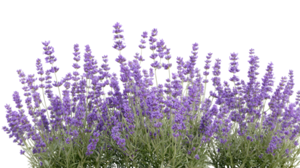 Purple Lavender Flowers in Bloom isolated on a transparent background