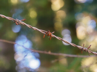 Close up of rusty barbed wire on a blurred green forest background with soft bokeh.