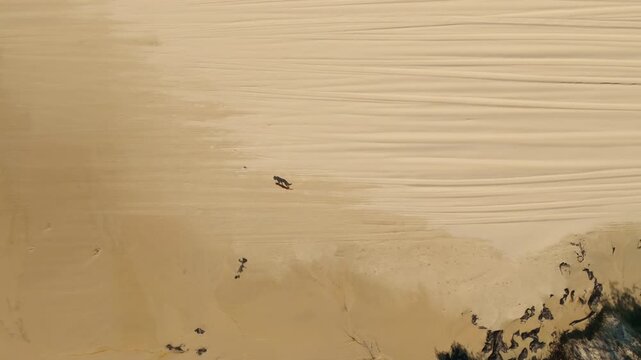 Wild Dingo Walking Along Sand Ripples On Fraser Island KGari Australia, 4K Drone Flyover