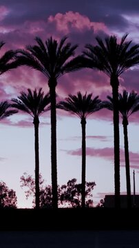 Silhouetted palm trees shot on a DJI Mavic 3 Pro Cine emulating a dolly shot as the sunsets on a tropical colored sky. 
