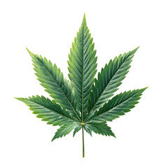 Single green cannabis leaf with serrated edges on black background marijuana plant, Png Isolated On White, Transparent Background