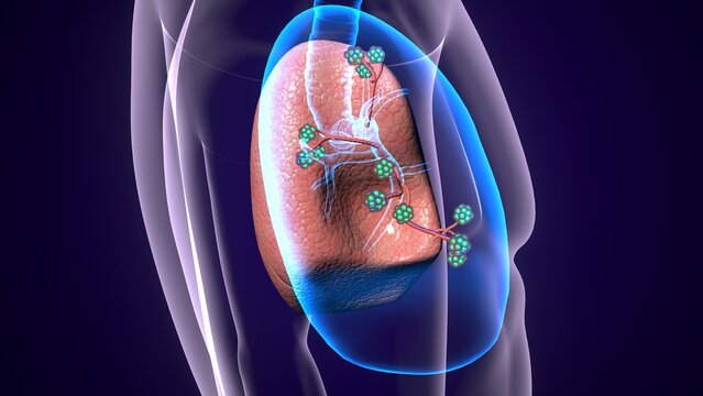 Human lungs respiratoy system. 3d illustrations