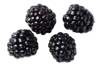 Four blackberries isolated on transparent background, fresh and ripe