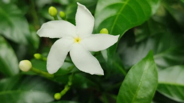 White Tabernaemontana divaricata flower blooming naturally, featuring pinwheel-shaped petals, glossy green leaves, and tropical ornamental plant beauty.