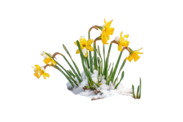 Yellow daffodils with snow on stems isolated on a transparent background