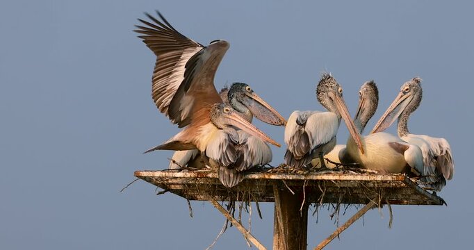 Many pelicans in the nest on the post at Kolleru bird sanctuary in Andhra pradesh India