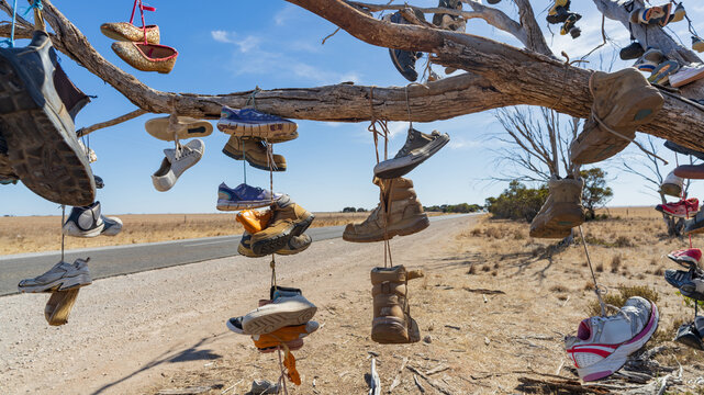 Various types of footwear hanging from a dead tree on a roadside