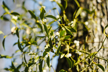 Green Mistletoe Branch with White Berries against Blue Sky