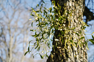 Green Mistletoe Branch with White Berries against Blue Sky