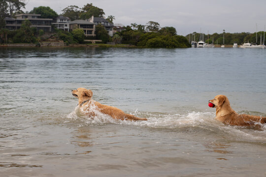 Golden Retrievers frolicking in the ocean at a seaside dog park in Sydney