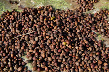 Full frame shot of dried coffee beans outdoors on field