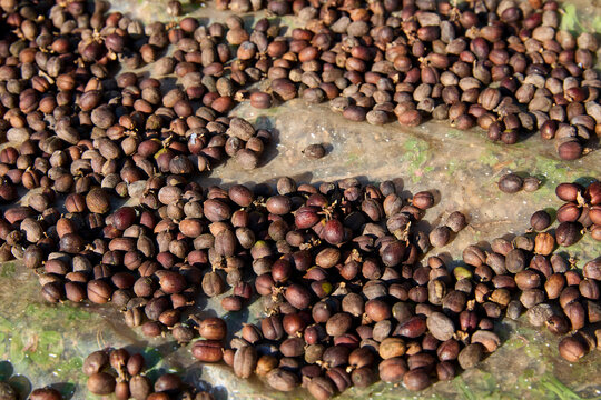 Full frame shot of dried coffee beans outdoors on field