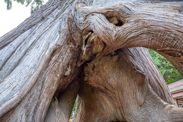 Old Weathered Tree Trunk With Hollow Base And Exposed Roots In Park Setting