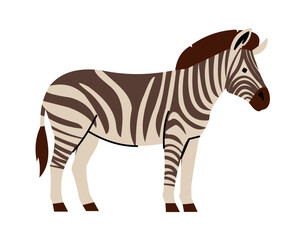 Zoo park. Wild animal side view. Zebra African safari. Striped black and white fur mammal standing. Horse profile. Savannah herbivorous fauna. Natural line camouflage. Vector isolated equine element