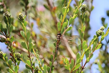 Obraz premium Australian Emerald Dragonfly (Hemicordulia australiae) resting on Showy Honey Myrtle, South Australia