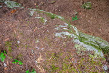 Tranquil Forest Scene With Mossy Rocks, Tree Roots, And Fallen Log On A Sloped Hill