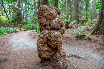Ancient Gnarled Tree Trunk In Dense Forest Along A Dirt Path &ndash; West Coast, Canada