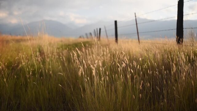 Wheat Blowing Near Fence Line