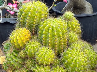 Vibrant Green Cactus Cluster with Sharp White Spines