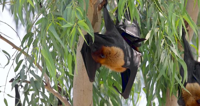 Indian flying fox (Pteropus medius) also known as the greater Indian fruit bat hanging from the tree Rajasthan state.