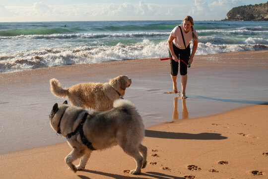 happy dog playing on the beach with owner