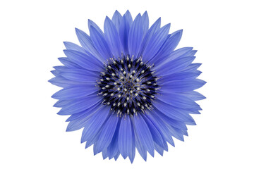 Bright blue cornflower blossom head with symmetrical petals isolated on a transparent background