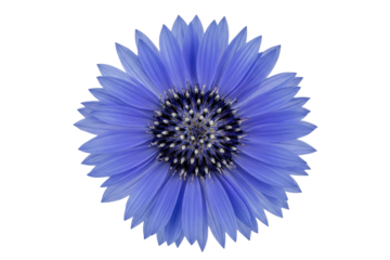 Bright blue cornflower blossom head with symmetrical petals isolated on a transparent background