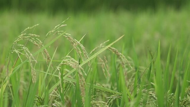 close up photo of golden rice field
