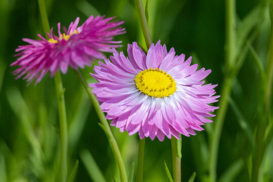 Close up of Pink and White Everlasting Daisy flower against green leaves