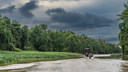 A tourist motorboat is sailing on a tropical river in the jungle. Thickets of water hyacinth, green grass near the shore. Rainforest trees against a cloudy sky. Malaysia. Borneo. Sandakan.Kinabatangan