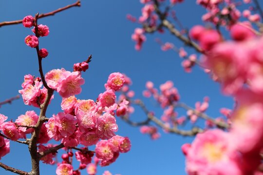 Vibrant pink plum blossoms blooming against a clear blue sky in early spring, Japan. - Powered by Adobe