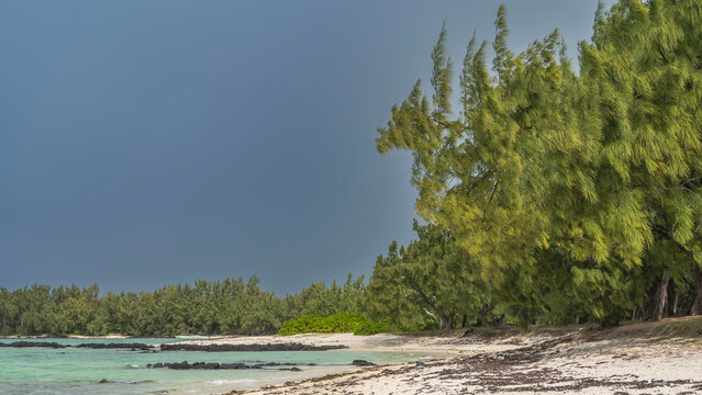 A secluded sandy beach on a tropical island. The Casuarina cunninghamiana trees bent down. Piles of black volcanic boulders in turquoise water. The blue sky. Mauritius.  &Icirc;le aux Cerfs 