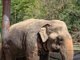 Fototapeta premium Side Profile of an Elephant. A close-up, side-angle shot of an Asian elephant standing near a weathered post. 