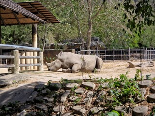 A large white rhinoceros is shown resting on its belly in a spacious, sandy enclosure.
