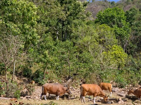 A herd of Banteng (wild cattle) grazing in an open, sunlit enclosure.
