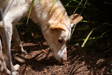Dingo sniffing for food