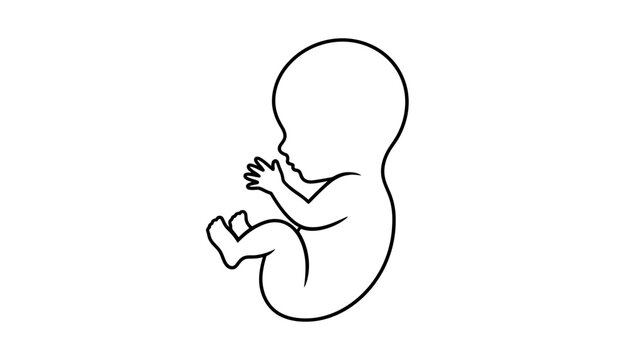 A simple line drawing of a fetus in silhouette against a white background