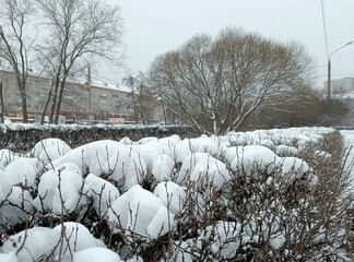 white snowdrifts in the winter forest
