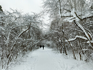 white snowdrifts in the winter forest
