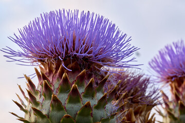 Purple Thistle Flower Blooming Against the Sky