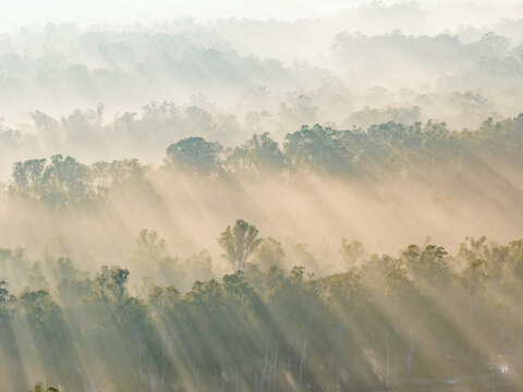 Aerial view of sunshine through a layer of fog over a forest of gum trees