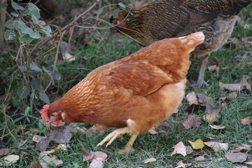 chicken in the grass, Fort Edmonton Park, Edmonton, Alberta